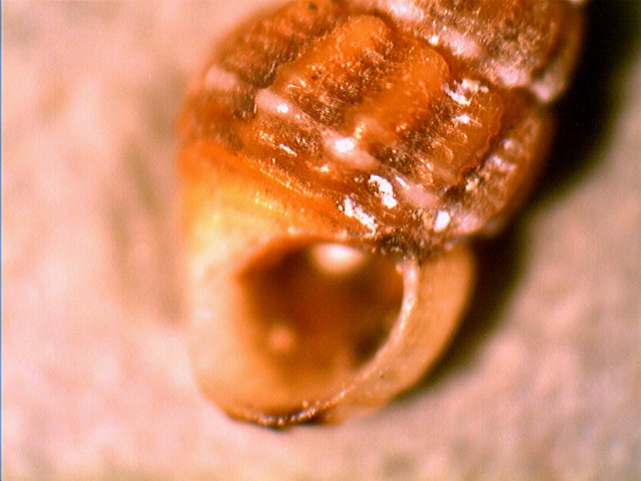 Alvania consocilella